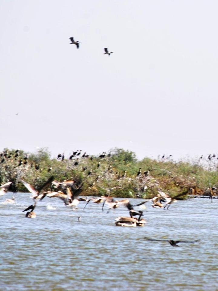 Des colonies d'oiseaux au parc du Djoudj